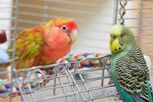 Bệnh sốt ở vẹt: Dấu hiệu nhận biết và cách xử lý