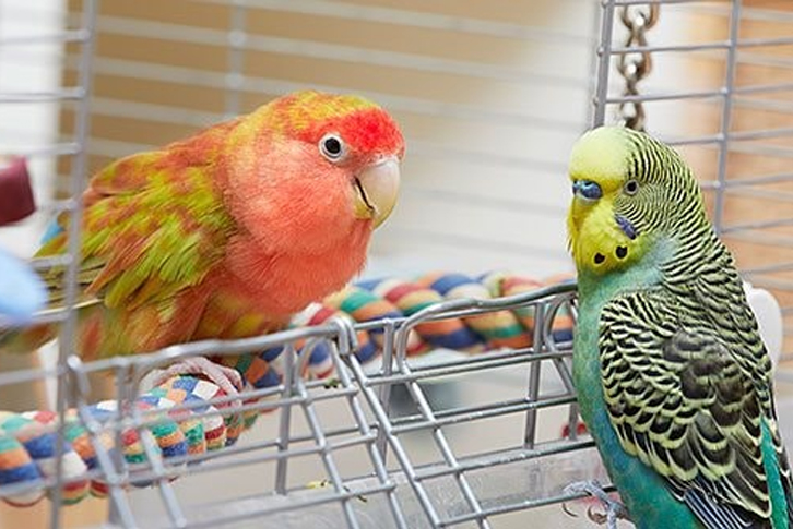 Bệnh sốt ở vẹt: Dấu hiệu nhận biết và cách xử lý