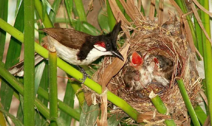Chim chào mào con khoẻ mạnh