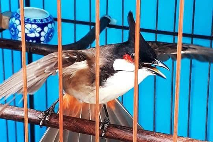cách chuyển cám cho chim chào mào