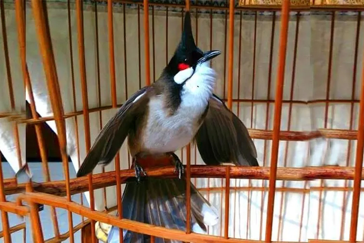 cách trị chim chào mào xù lông