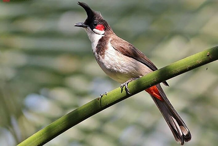 Lý do chim chào mào bị xù lông