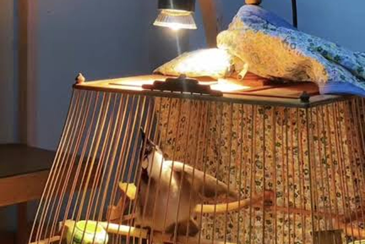 ngăn chặn chào mào bị xù lông