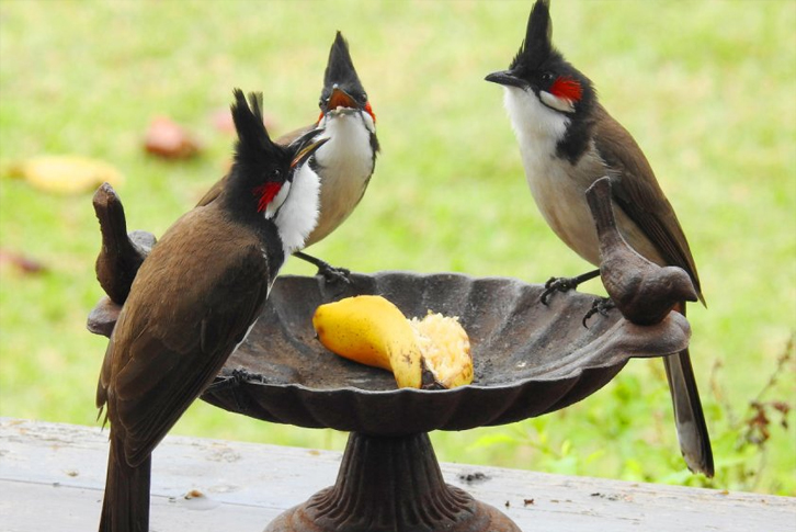 ngoài tự nhiên chào mào ăn gì 