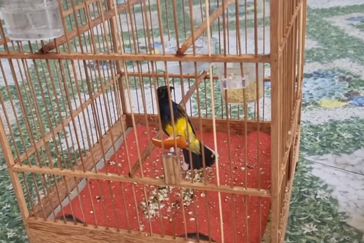chim hút mật non ăn gì