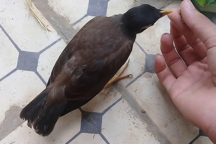 chim sáo ăn gì ngoài tự nhiên