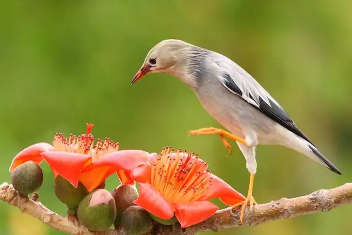 những thức ăn quan trọng với chim sáo