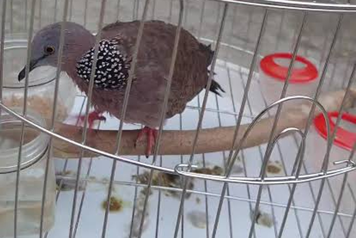 Cu gáy bị tiêu chảy