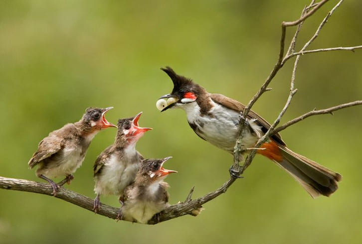 Hướng dẫn cách nuôi chim chào mào non/con mới bắt về
