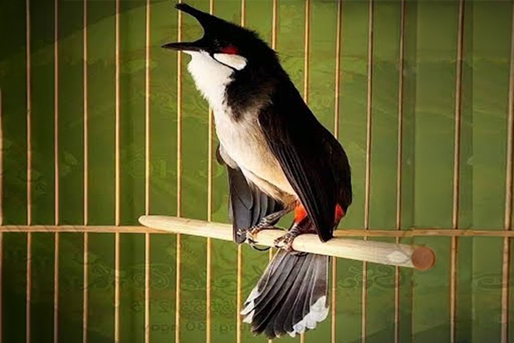 luyện chim chào màu hót