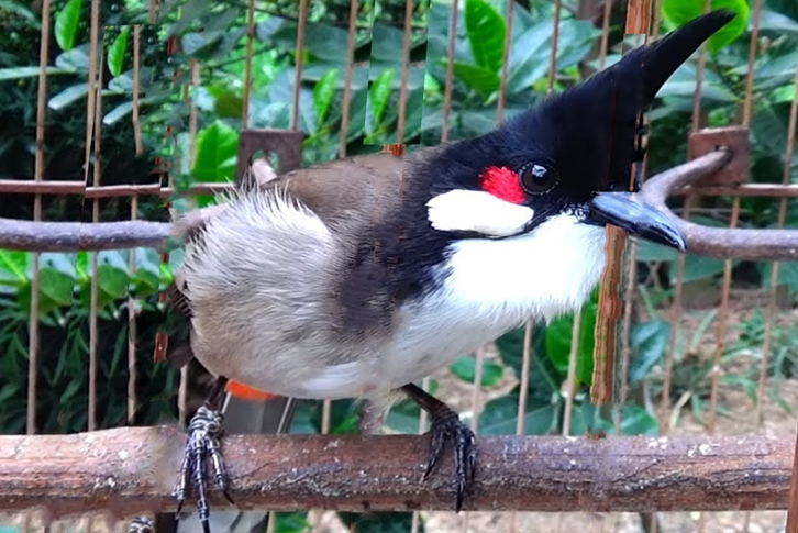 Luyện chim chào mào hót