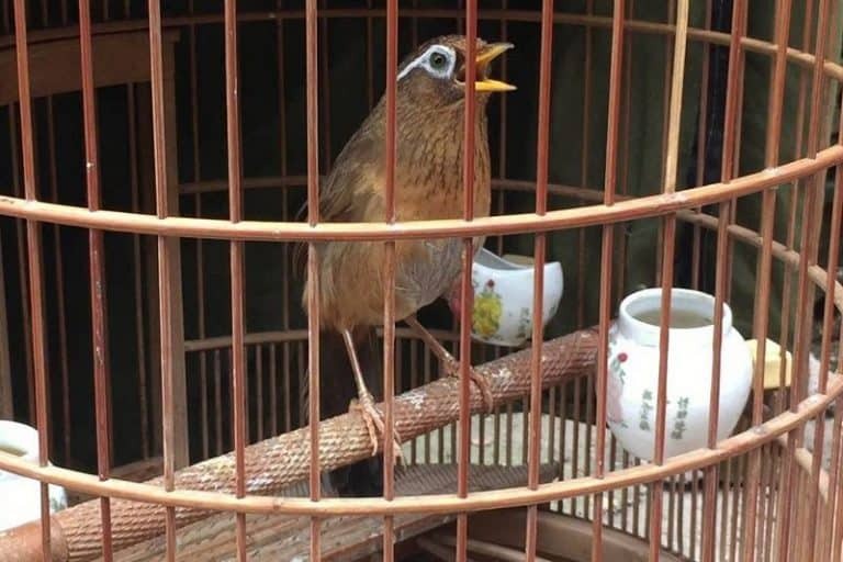 Sai lầm khi nuôi chim hoạ mi