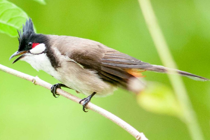 Yếu tố ảnh hưởng tuổi thọ chim chào mào