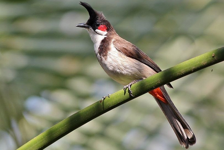 Bí quyết chăm chim chào màu sống thọ