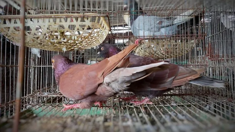 Cách chọn bồ câu Pháp giống