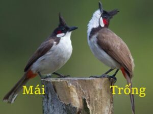 Cách phân biệt chào mào trống mai
