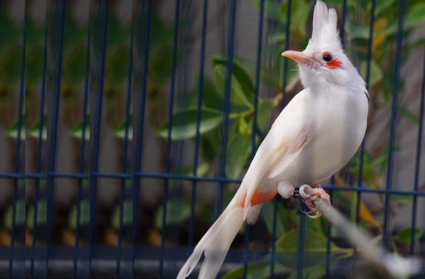 Cách thuần chim chào mào bổi già rừng