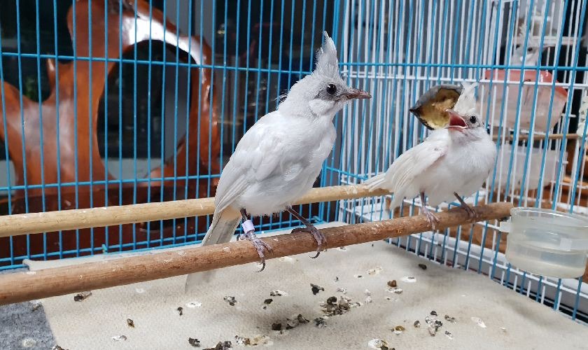 Chào mào bị tiêu chảy do đâu
