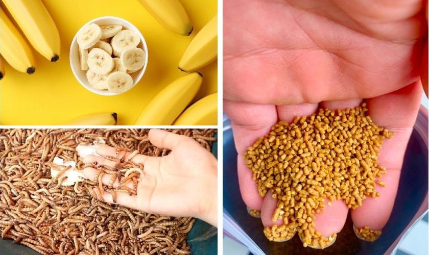 Chế độ dinh dưỡng cho chim chào mào