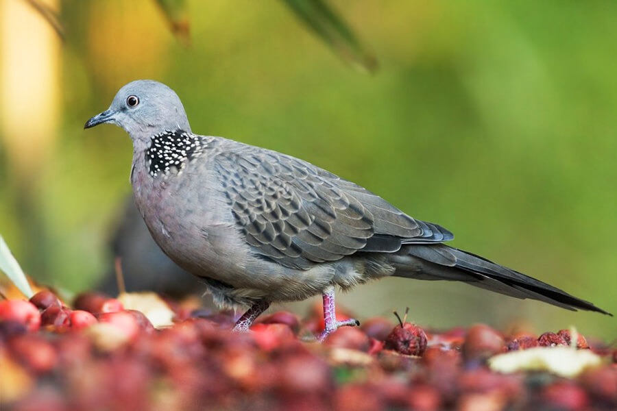 Chế độ dinh dưỡng cho chim cu gáy