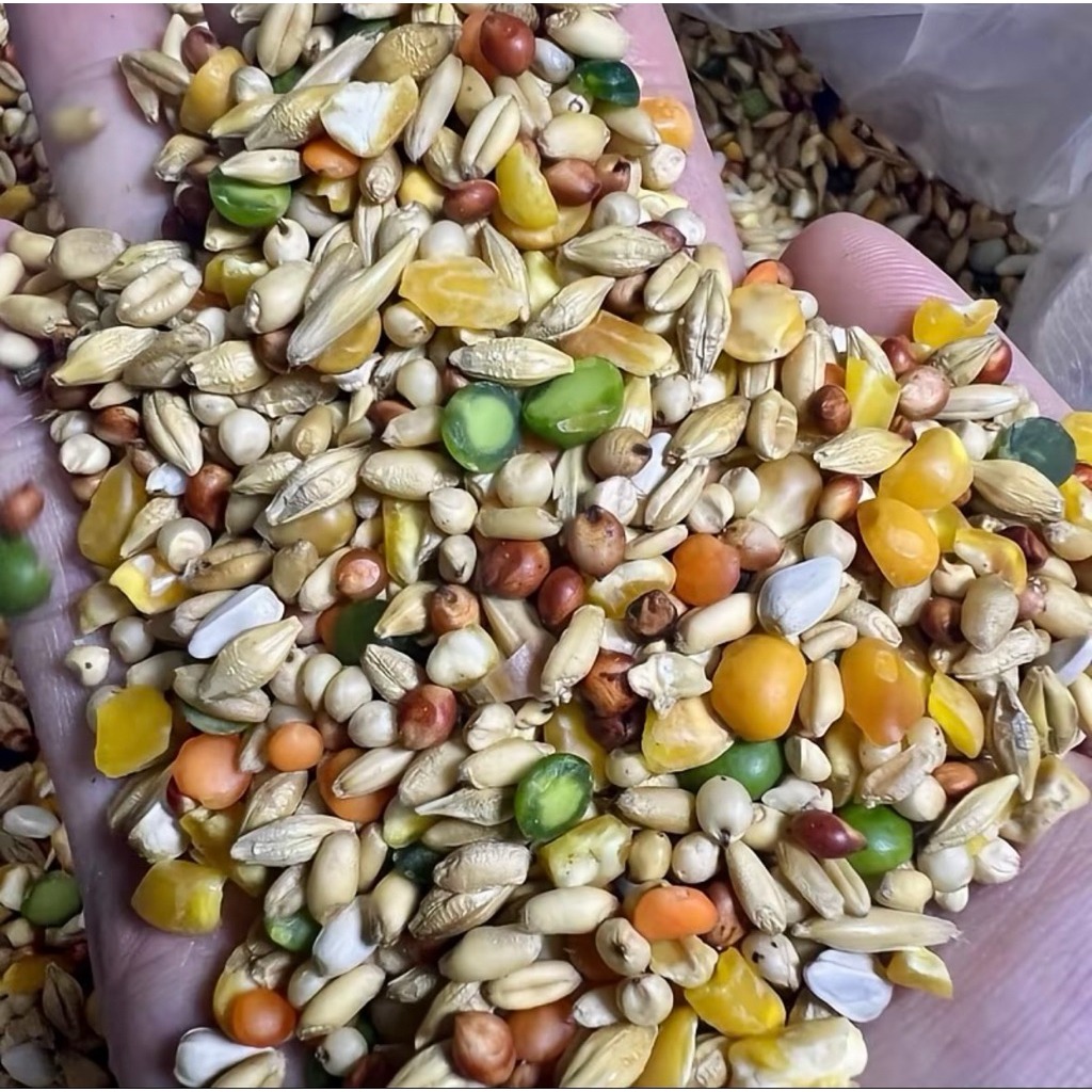 Hạt ngũ cốc cho chim bồ câu