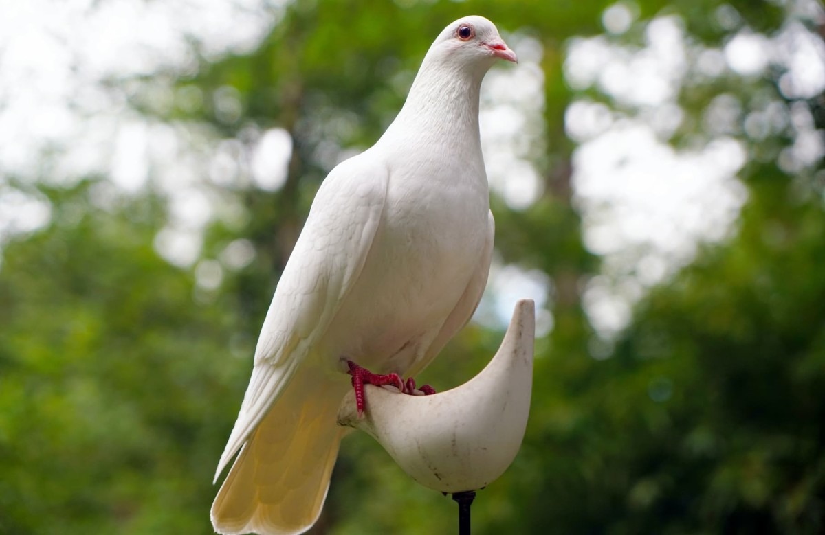 Kỹ thuật nuôi chim bồ câu