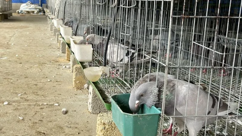 Làm chuồng cho chim bồ cầu Pháp