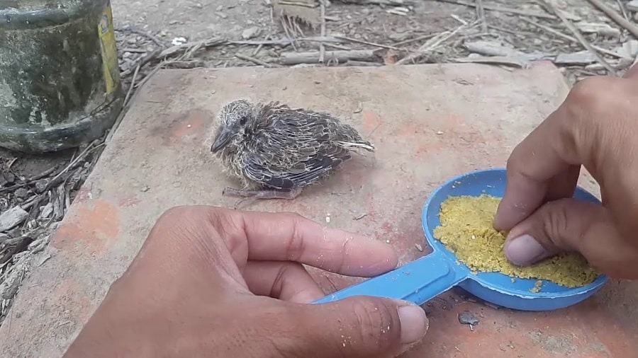 Lịch trình cho ăn cho chim cu gáy