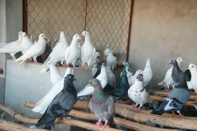 Mô hình nuôi chim bồ câu
