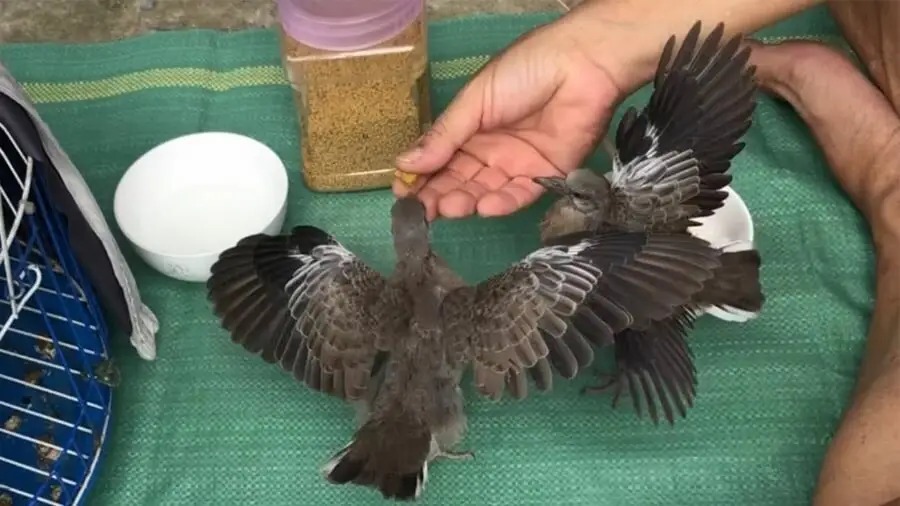 Phân biệt cu gáy non trống