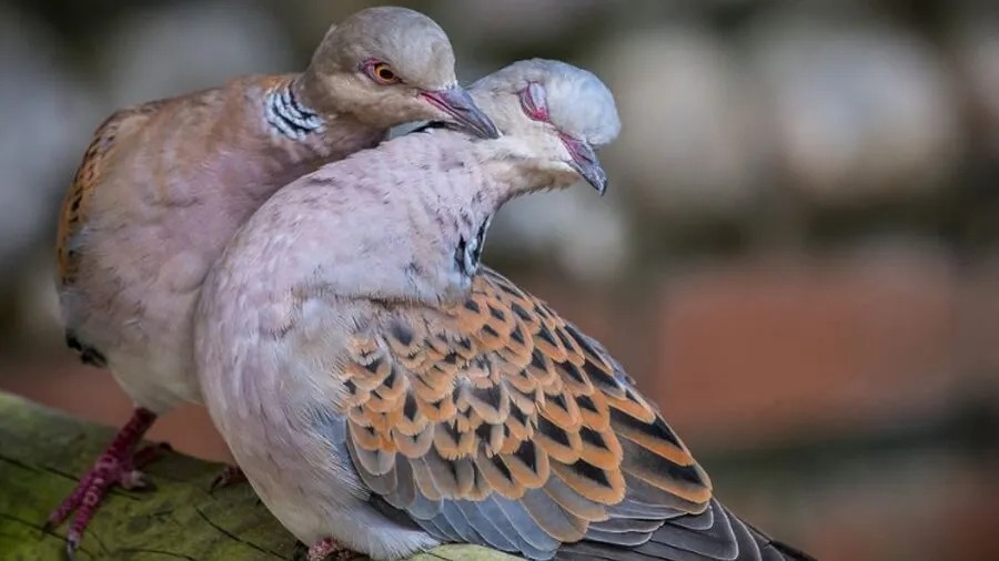 Phân biệt cu gáy trống