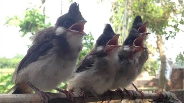 Quy trình thay lông của chim chào mào
