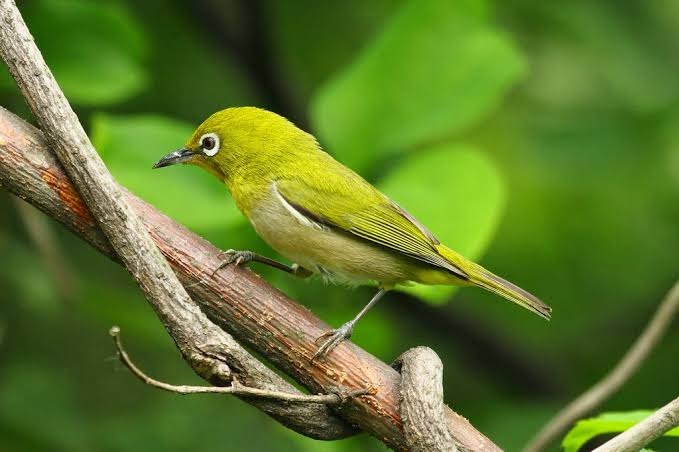 Chim vành khuyên: Đặc điểm, phân loại, cách nuôi chi tiết 6 Bệnh thường gặp ở chim vành khuyên