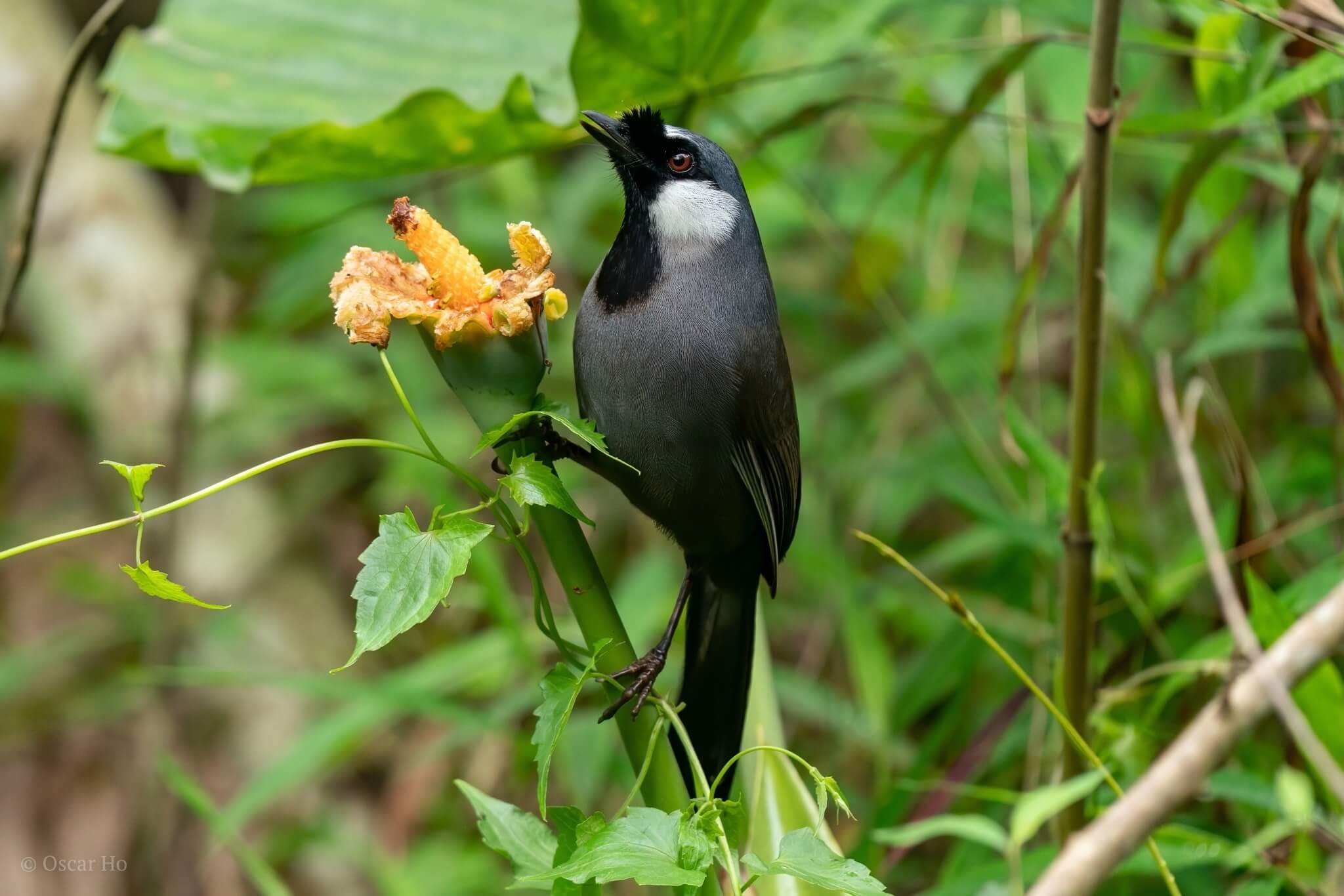 Cách nuôi chim khướu
