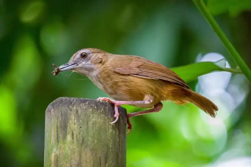 Chim tiểu mi: Cách nhận biết, nuôi dưỡng và thuần hóa chim 3 Cách nuôi chim tiểu mi