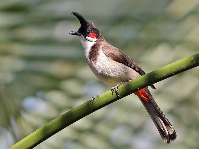 Cách phân biệt chim chào mào Huế