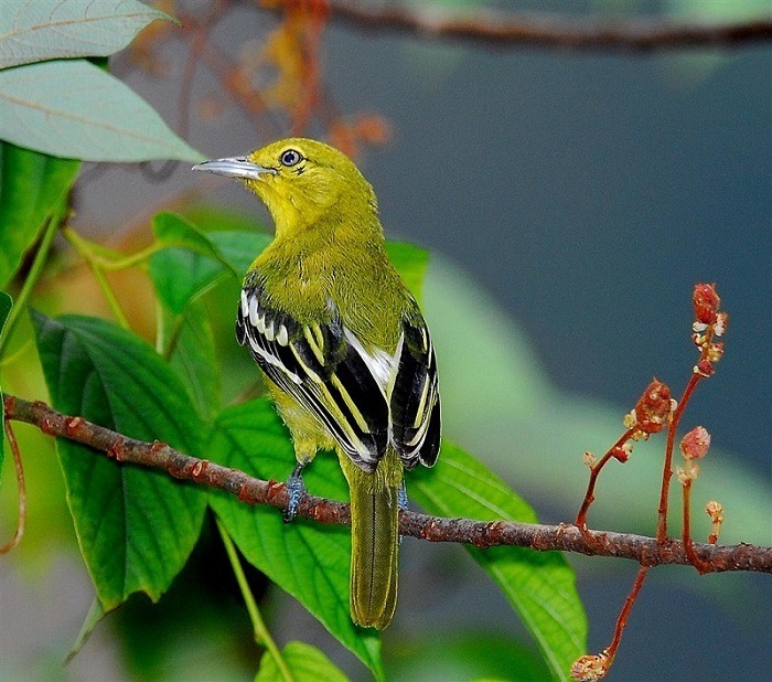 Chế độ dinh dưỡng chim huýt cô