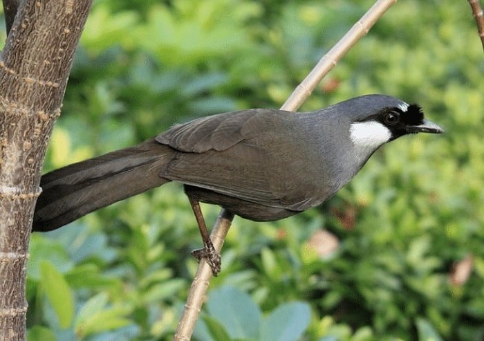 Chim khướu bạc má