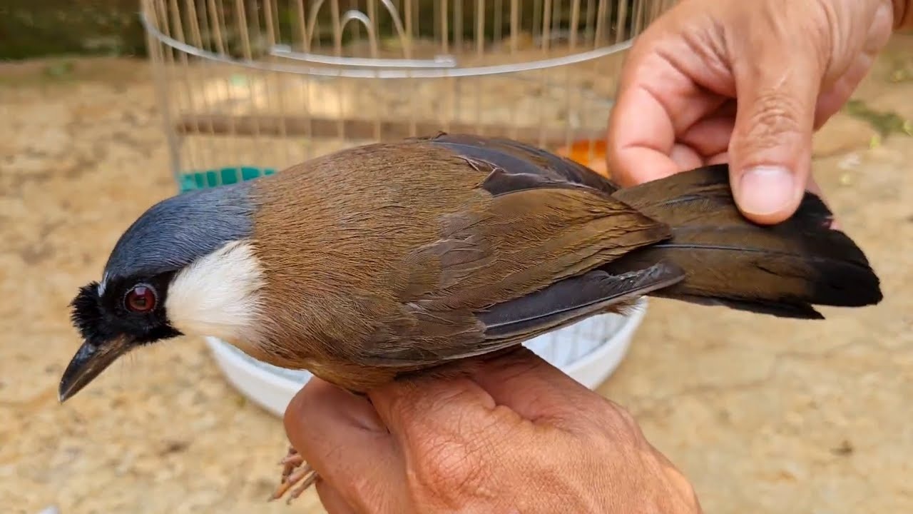Chim khướu da bò độc lạ