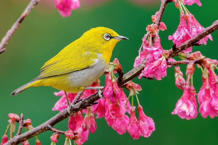 Chim vành khuyên: Đặc điểm, phân loại, cách nuôi chi tiết 4 Chim vành khuyên vàng