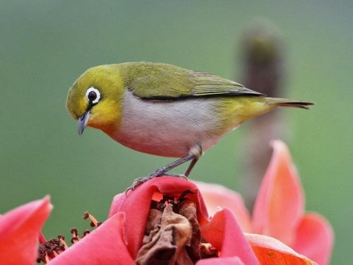 Chim vành khuyên: Đặc điểm, phân loại, cách nuôi chi tiết 3 Chim vành khuyên xanh