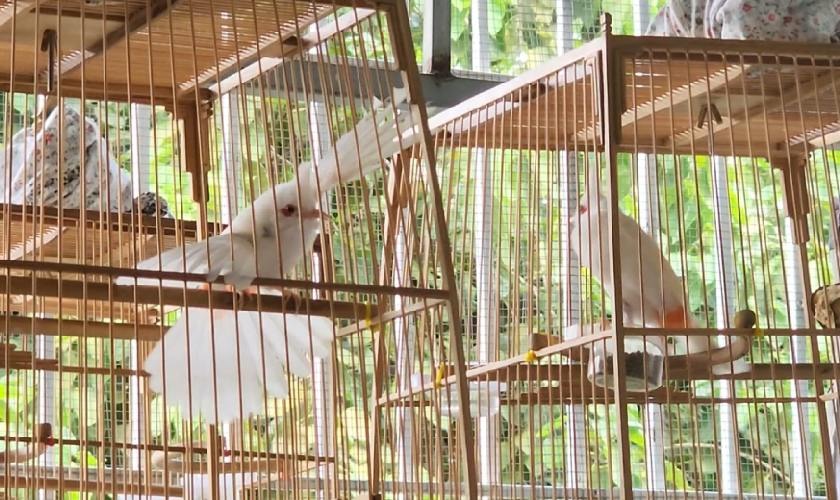 Chọn vật liệu lồng chim phù hợp
