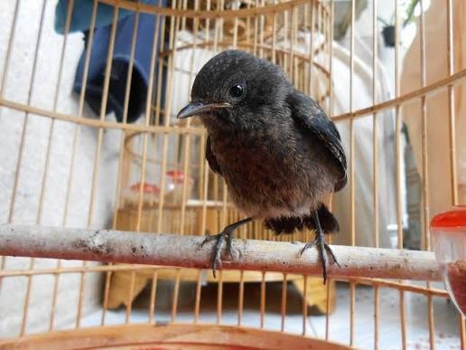 Đặc điểm ngoại hình chim chích chòe đất