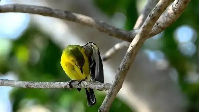 Luyện giọng chim huýt cô
