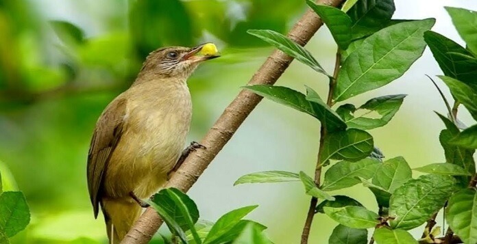 Môi trường sống của chim quành quạch