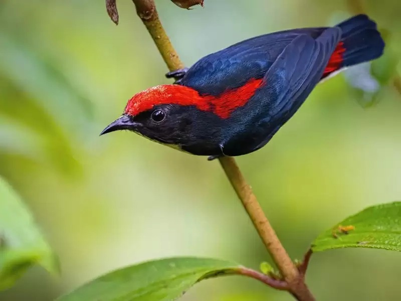 Ngoại hình chim ốc mít