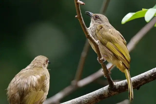 Ngoại hình chim quành quạch