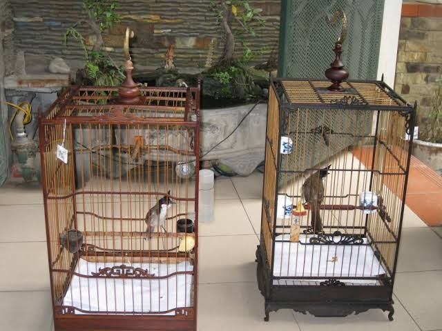 Nguyên tắc chọn lồng nuôi chim phù hợp