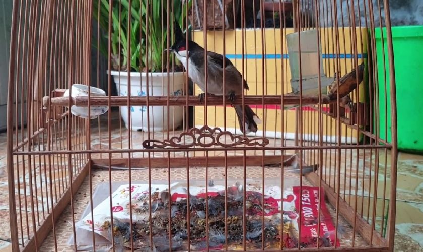 Bố trí phụ kiện trong lồng chim