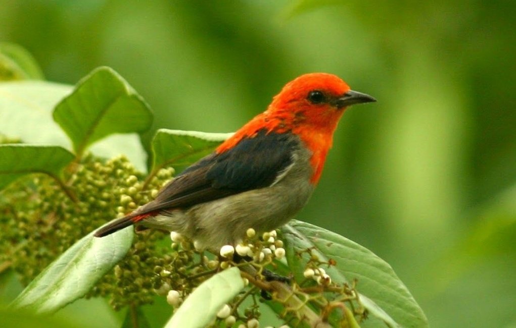 Thuần hoá chim sâu đầu đỏ
